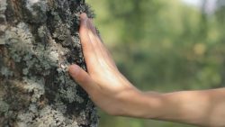 hand touching a tree